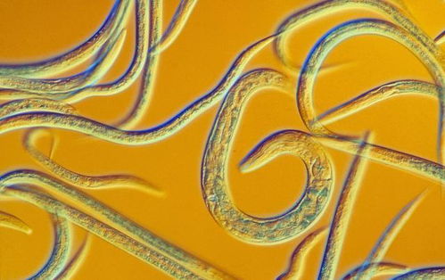 科學(xué)家順利 復(fù)活 2.4萬年前的生物,如果擴(kuò)散,會有多可怕