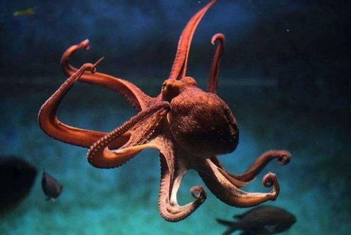 被囚禁在嬰兒軀殼中的34歲靈魂 為何永不衰老？